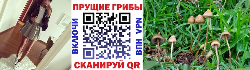 OMG ссылка  Кудрово  Галлюциногенные грибы мицелий 